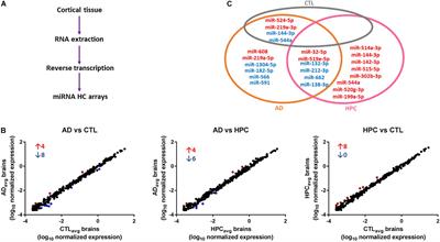 miR-212 and miR-132 Are Downregulated in Neurally Derived Plasma Exosomes of Alzheimer’s Patients